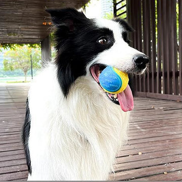 Playful Minds, Healthy Bodies: The Importance of Interactive Toys for Pets