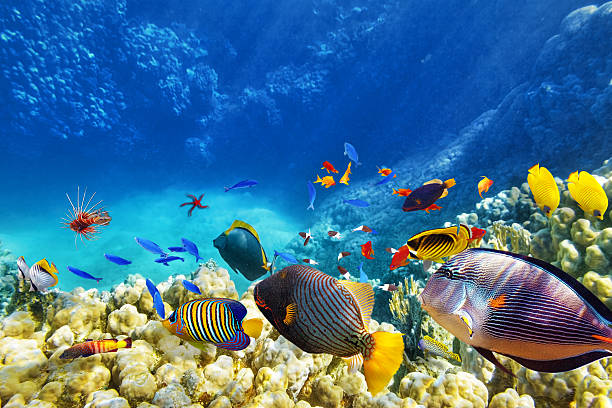 Achieving Harmony in Your Saltwater Aquarium